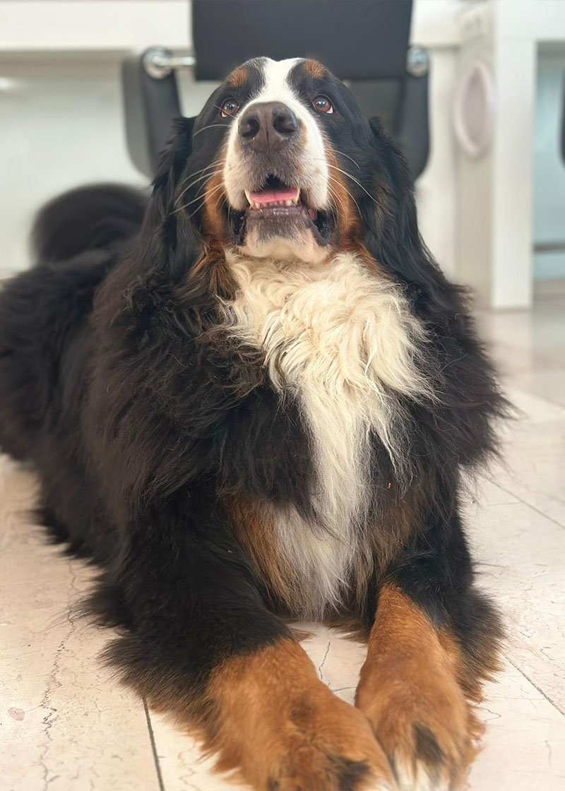 Balou